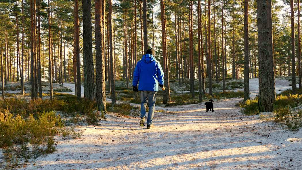 En man och en liten svart hund promenerar i en solig skog.