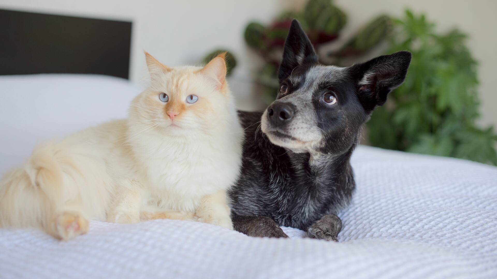 Vaalea kissa ja mustaharmaa koira makaavat sängyllä vierekkäin.