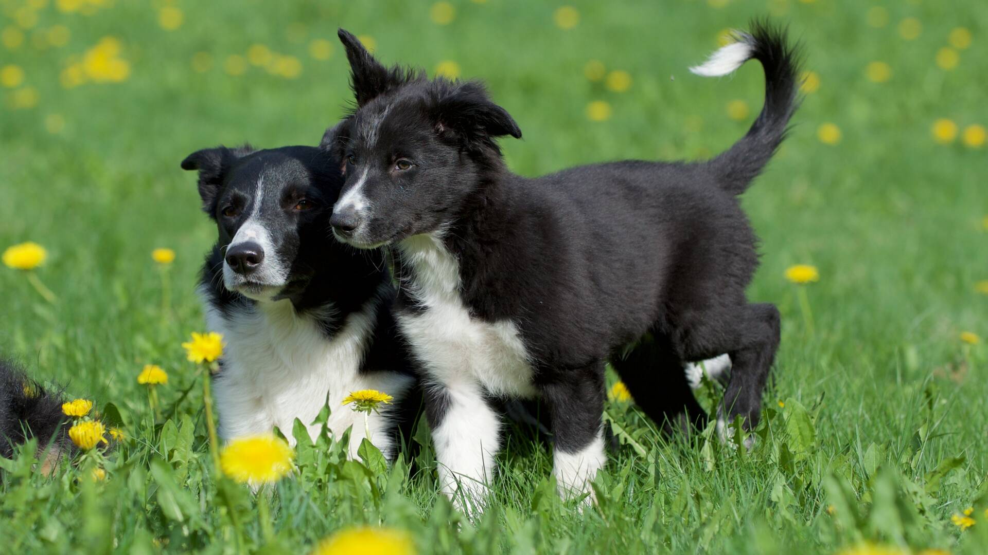Aikuinen ja pentu bordercollie ulkona nurmikolla, jossa kukkii voikukkia.