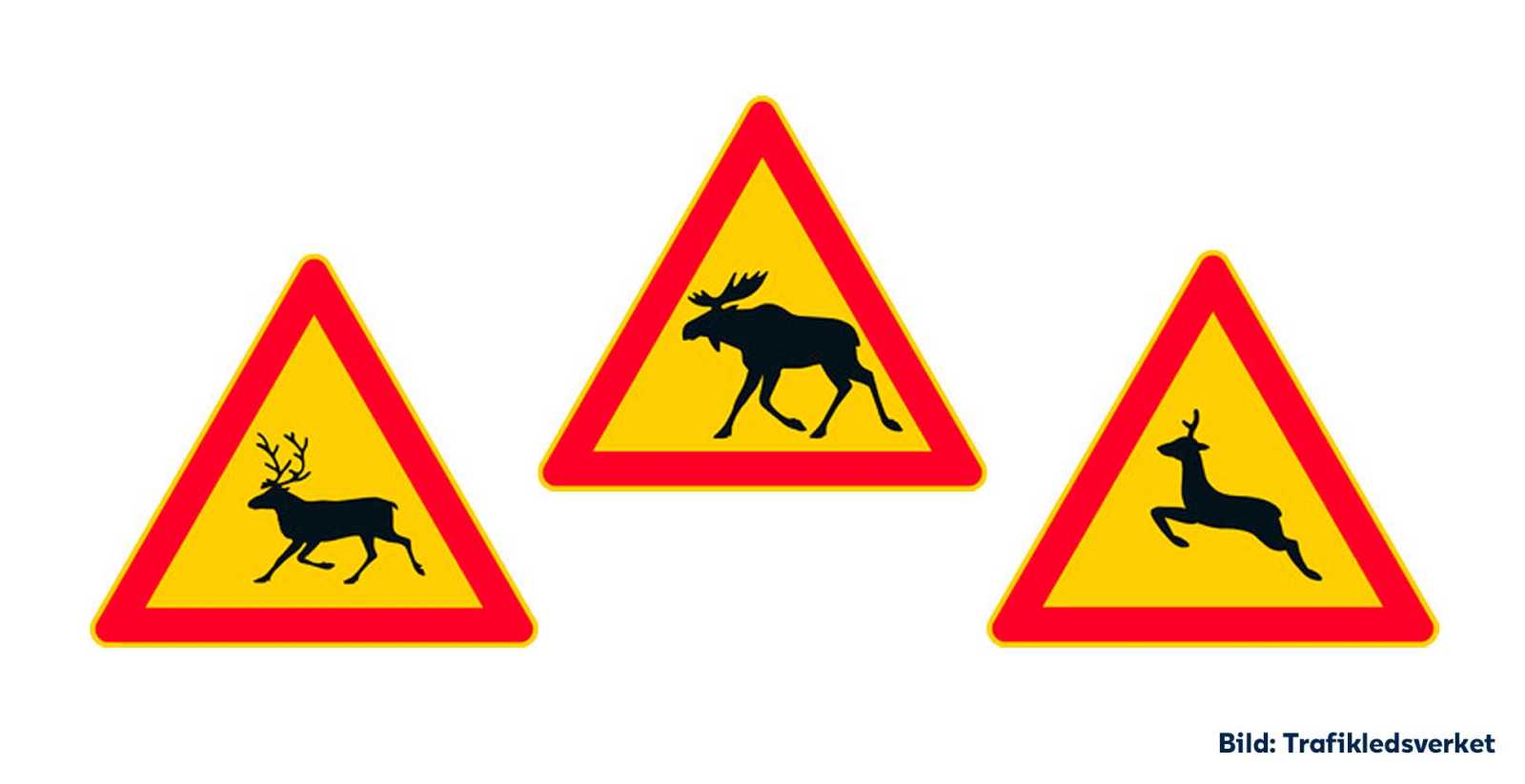 Bilden visar tre trafikmärken som varnar för hjortdjur, det vill säga märkena som varnar för älg, ren samt hjort och rådjur.