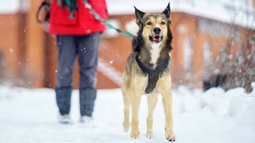 Koira lenkkeilee lumisella tiellä, taustalla ihminen pitää hihnasta kiinni.