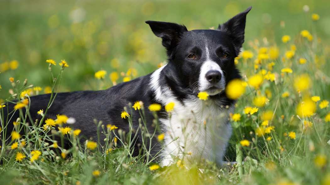 Bordercollie makoilee ulkona kukkien seassa.
