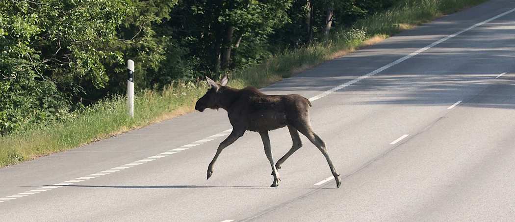 hirvi ylittää tien