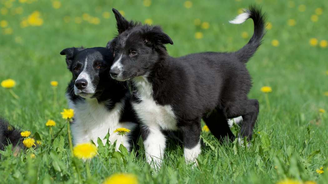Aikuinen ja pentu bordercollie ulkona vihreällä nurmikolla, jossa kasvaa voikukkia.