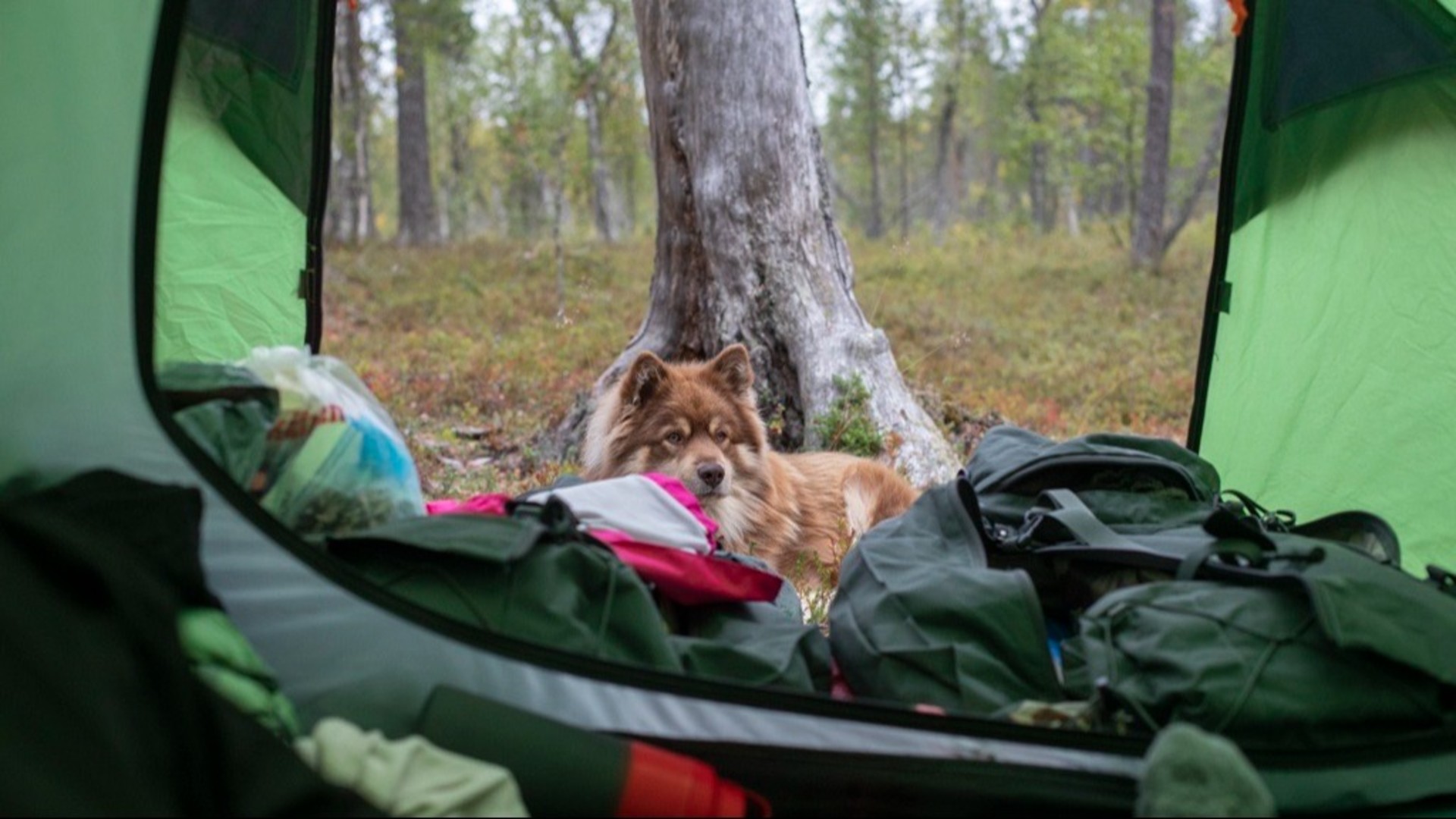 Koira lepäilee vaelluksella teltan ulkopuolella. Kuvassa on koiran lisäksi vaellusvarusteita, kuten rinkka ja kuivamuonaa pusseissa.