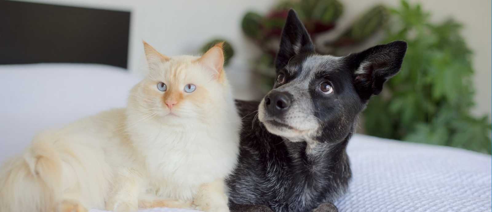EP koira ja kissa