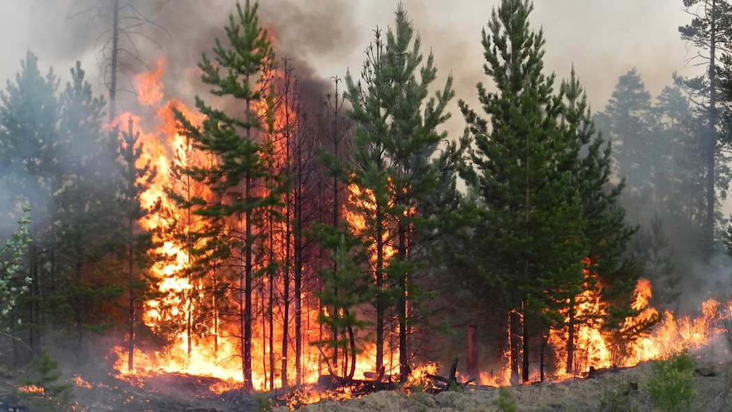 Metsäpalo havumetsässä. Liekit kohoavat puiden latvojen korkeudelle, ja ilmassa on paljon savua.