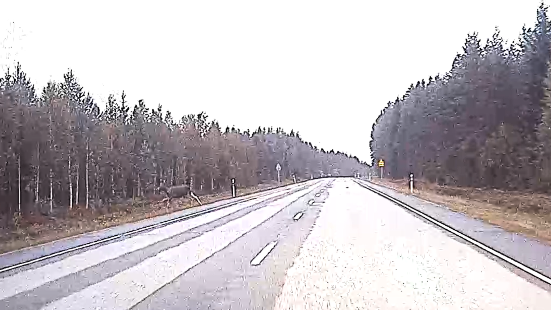 Kuvassa auton kameran kuvaa autotieltä, johon on juoksemassa hirvi. 