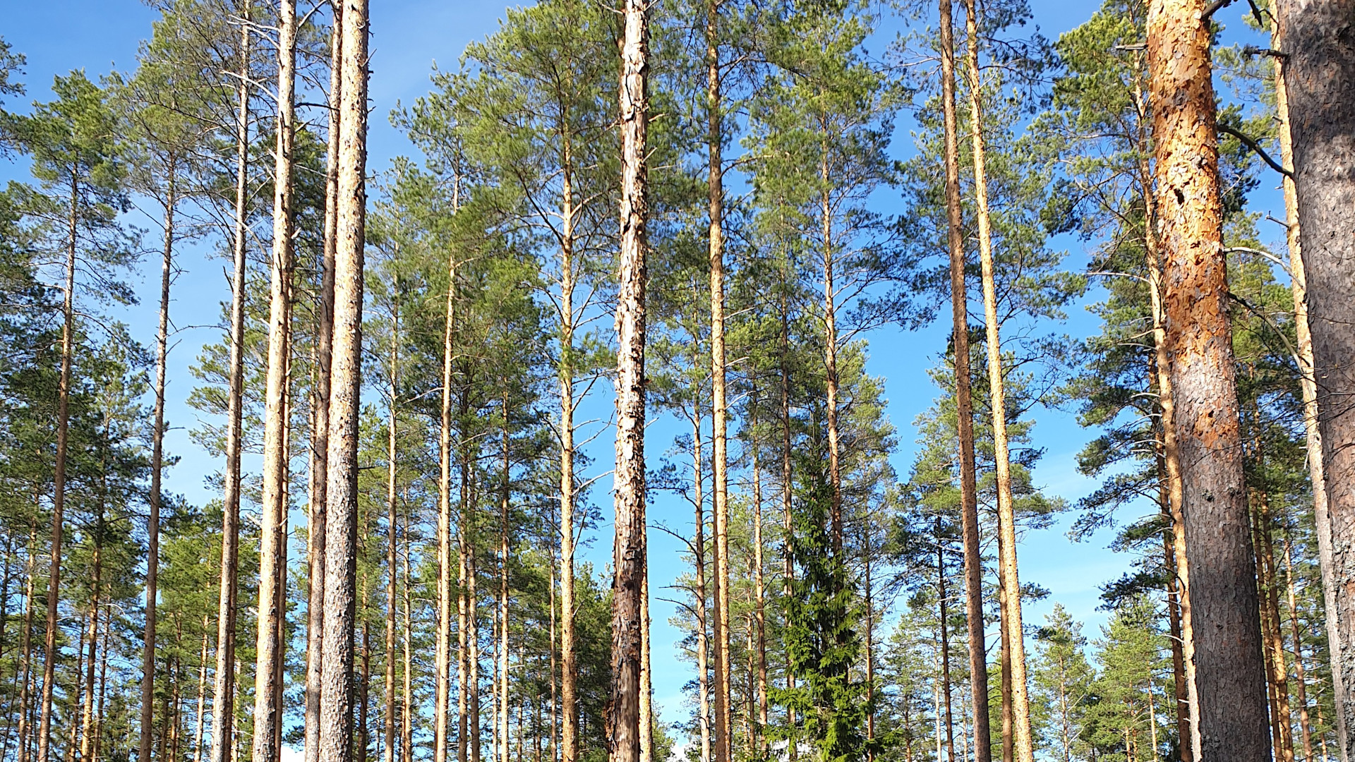 Mäntymetsää