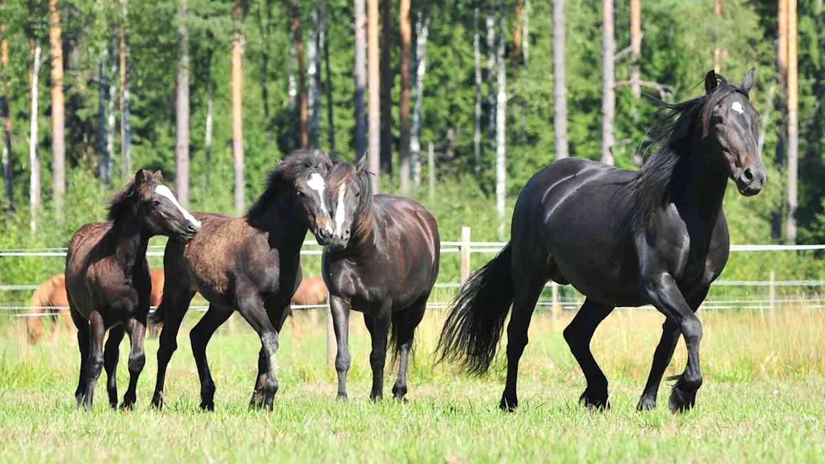 Lauma tummia hevosia ja varsoja juoksee vihreällä laitumella. Taustalla näkyy puuaita ja metsää.