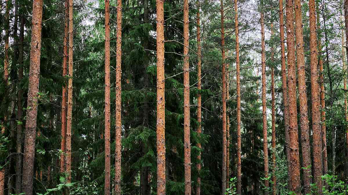 En tät skog där raka, bruna tallstammar reser sig i förgrunden. I bakgrunden finns mörkgröna granar.