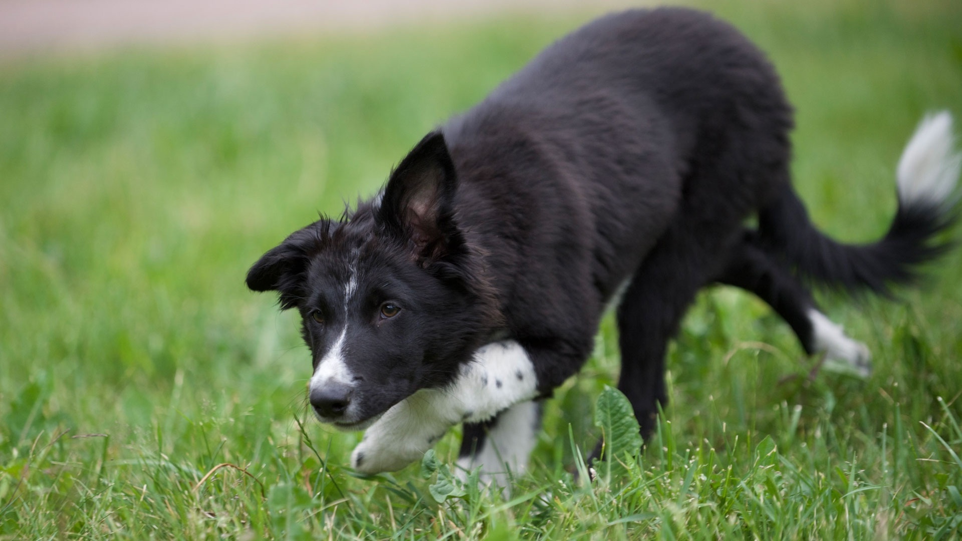 En svartvit bordercollie rör sig i låg vallningsposition på det gröna gräset och smyger vaksamt framåt.