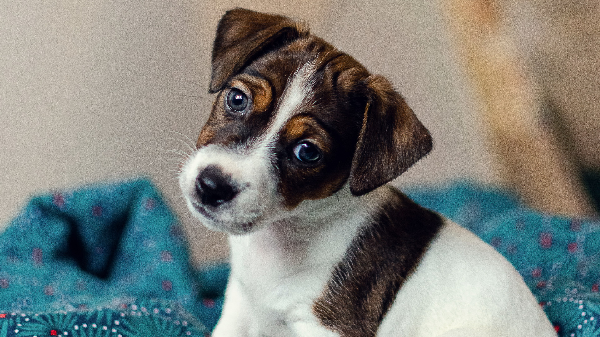Jackrussellinterrierin pentu, joka kallistaa päätään ja katsoo kohti kameraa turkoosin, kuviollisen kankaan päällä.