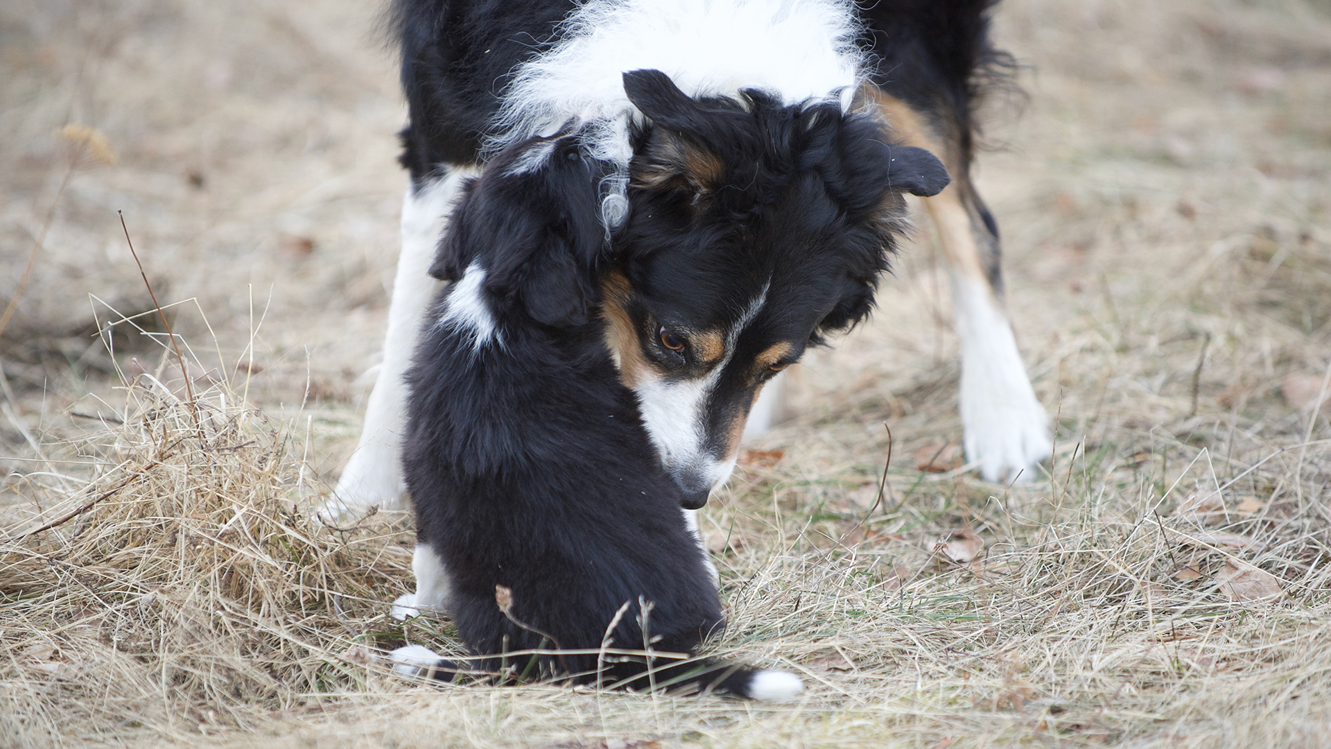 En trefärgad hund nosar på eller tar hand om en liten svartvit valp på torrt gräs utomhus.